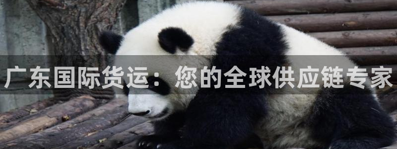 尊龙d88官网登录苹果版下载：广东国际货运：您的全球供应